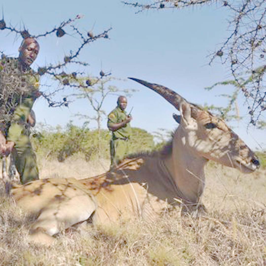 Ol Pejeta Conservancy